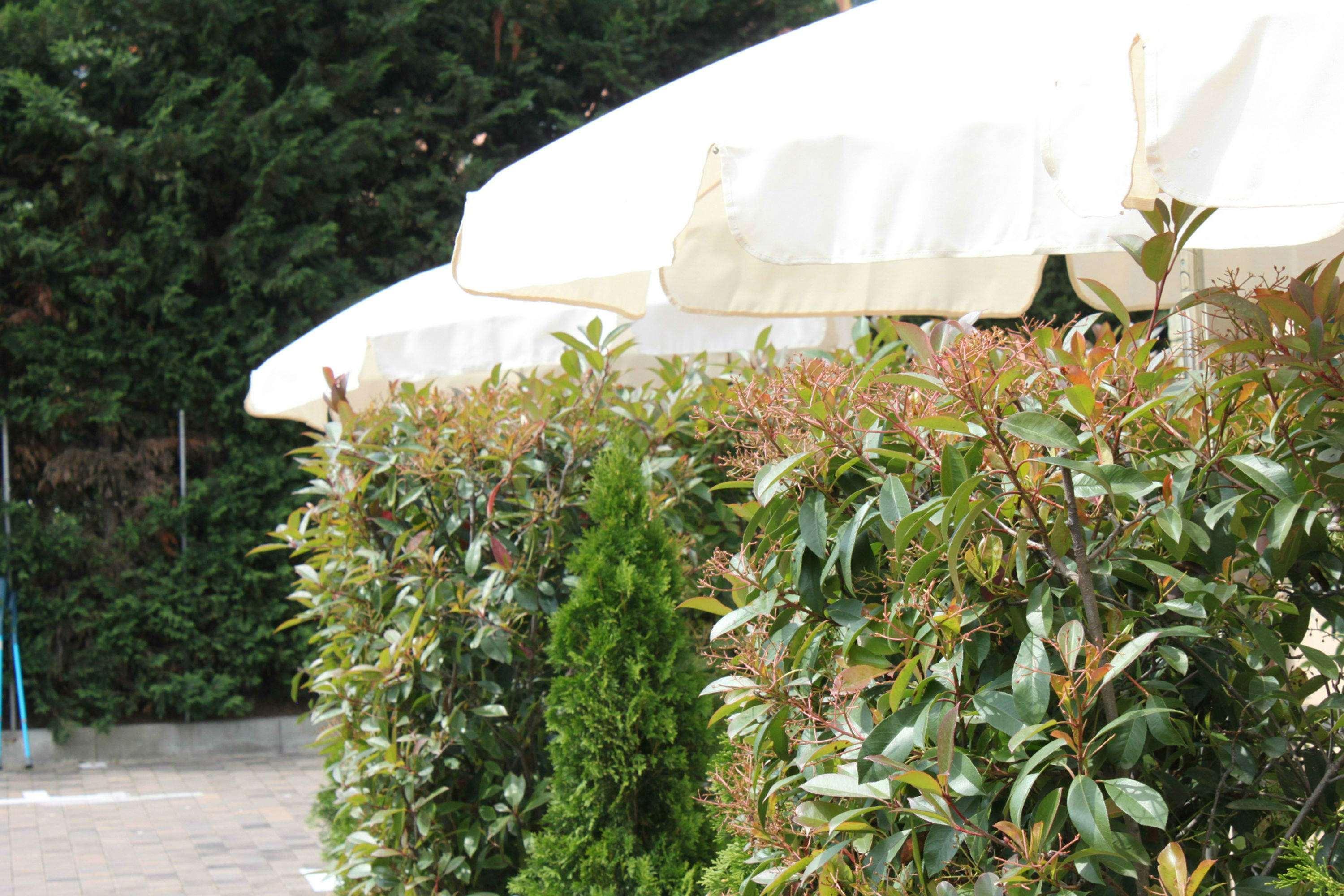 Best Western Hotel Anthurium Santo Stefano al Mare Zewnętrze zdjęcie
